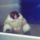 Illustration for article titled Custody Battle Over Ikea Monkey Ends in Heartbreak